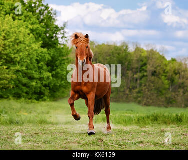 Un cavallo islandese corre a tölt attraverso un prato, toelt è un unica andatura naturale di questa razza di cavalli,Germania. Foto Stock