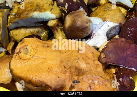 Un mucchio di funghi freschi pronti per cucinare, vicino. Preparazione di funghi per essiccazione e conservazione. Foto Stock