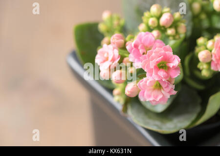 Chiuso di rosa Kalanchoe o Flaming Katy fiore nel piccolo vaso e uno sfondo di legno vecchio Foto Stock