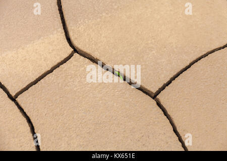 Quasi invisibile germoglio verde di una pianta fa il modo attraverso un asciutto, incrinato, morto. Concetto: non rinunciare non importa che cosa Foto Stock