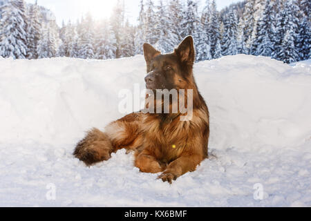 Pastore Tedesco di posa del cane nella neve a Cortina d'Ampezzo, Italia Foto Stock