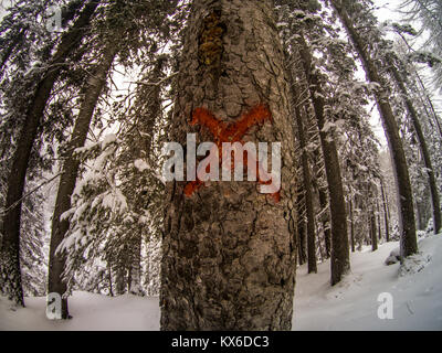 Grandangolo immagine di un segnavia costituito da una X rossa scolpito su un albero, Cortina D'Ampezzo, Italia Foto Stock