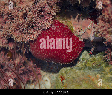 Fragola (anemone Actinia fragacea) in un British Rockpool Foto Stock