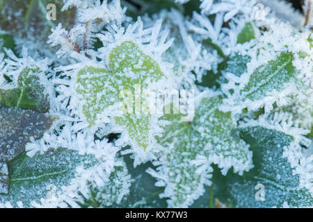 Stirlingshire, Scotland, Regno Unito. 8 Gen, 2018. Regno Unito - previsioni del tempo - un pesante copertura frost ivy cresce in un giardino di Stirlingshire, Scozia su un'altra giornata molto fredda Credito: Kay Roxby/Alamy Live News Foto Stock