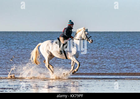 Cavallo Cavaliere, Spiaggia di Cleveleys Lancashire. 8 gennaio 2018. Regno Unito Meteo. Deborah Simmonds mette il suo amato Cavallo, 4 anno vecchio 'Scooby' attraverso i suoi passi come egli trot attraverso la marea entrante nel glorioso sole invernale lungo le rive di Cleveleys beach in Lancashire. Credito: Cernan Elias/Alamy Live News Foto Stock