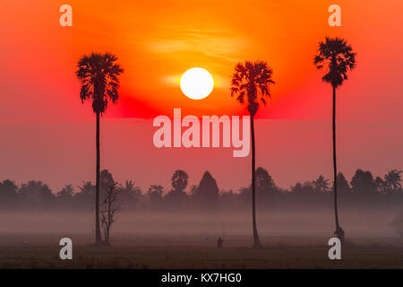 Colorato in rosso i dischi sun rising nel campo di riso con zucchero Palm tree,campagna della Thailandia. Foto Stock