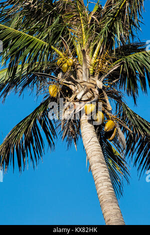 Il Coconut Palm Tree, Cocos nucifera, con un mucchio di noci di cocco con un cielo blu Foto Stock