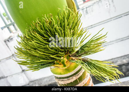 Foto di gemma di Palm, adonidia merrillii Foto Stock