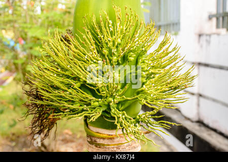 Foto di gemma di Palm, adonidia merrillii Foto Stock