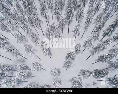 Angolo di Alta Vista aerea della foresta di pini coperti di neve Foto Stock