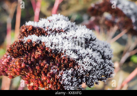 Un aumento del sole invernale si scioglie lentamente i cristalli di ghiaccio che si è formata durante la notte su un sedum spectabile seedhead in inverno nel Regno Unito Foto Stock