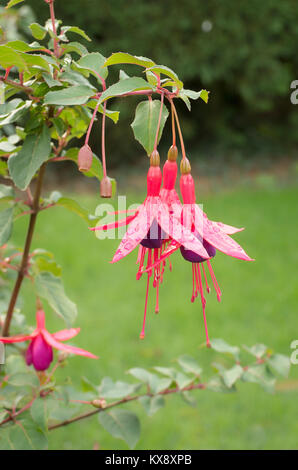 Ardito perenne Fuchsia Mrs Popple in fiore in un giardino inglese nel mese di novembre prima di essere abbattuto da gelate Foto Stock