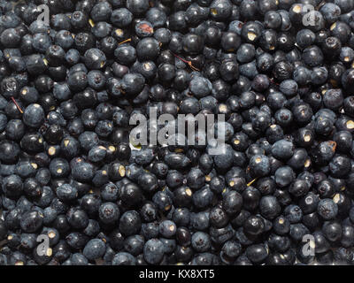 Comune di mirto NERO bacche blu pronto a macerare per preparare in casa la Sardegna tradizionale liquore di mirto Foto Stock