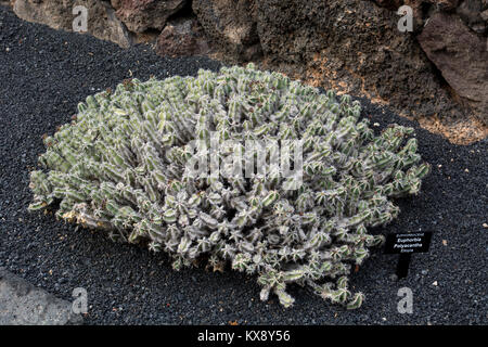 Euphorbia polyacantha, Jardin de Cactus, Guatiza, Lanzarote, Isole Canarie, Spagna. Foto Stock