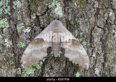 Grande Sfinge di pioppo aka modesto sphinx moth in appoggio sul lichen coperto tronco di albero a Congaree scogliere di preservare il patrimonio, Carolina del Sud, la molla. Foto Stock