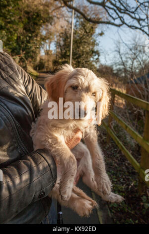 A 11 settimane vecchio golden doodle cucciolo tra le braccia del suo proprietario a Yarm,l'Inghilterra,UK Foto Stock