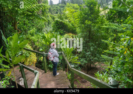 Isola Norfolk, australiano territorio esterno, isola Norfolk Botanical Foto Stock