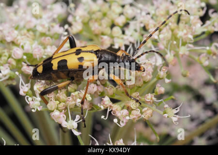 Nero e Giallo Longhorn Beetle (Rutpela maculata) arroccato su un fiore umbellifer. Cahir, Tipperary, Irlanda. Foto Stock