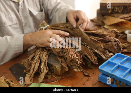 Zigarren Herstellung in Cuba -sigari manufacturing in Cuba Foto Stock