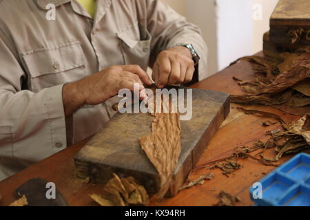 Zigarren Herstellung in Cuba -sigari manufacturing in Cuba Foto Stock