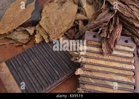 Zigarren Herstellung in Cuba -sigari manufacturing in Cuba Foto Stock