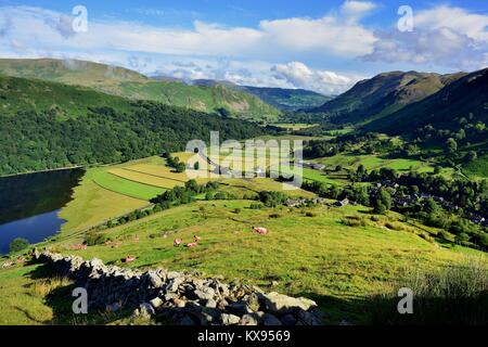 Colore arancio pecora su Harstop Dodd Foto Stock