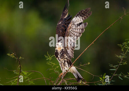 Lumaca immaturi Kite, sci.name; Rostrhamus sociabilis, accanto al Lago Gatun, parco nazionale di Soberania, Repubblica di Panama. Foto Stock