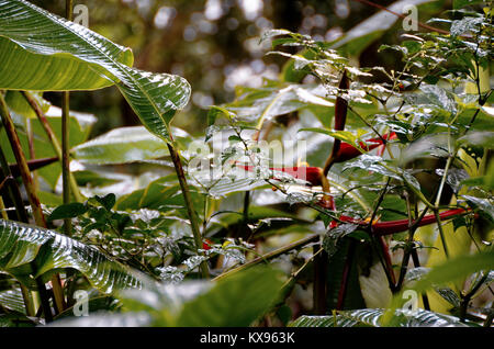 Umidità clining alla vegetazione a Monteverde Cloud Forest Foto Stock