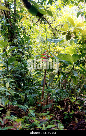 Umidità clining alla vegetazione a Monteverde Cloud Forest Foto Stock