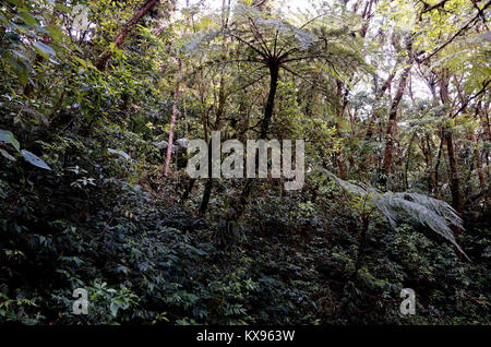 Umidità clining alla vegetazione a Monteverde Cloud Forest Foto Stock