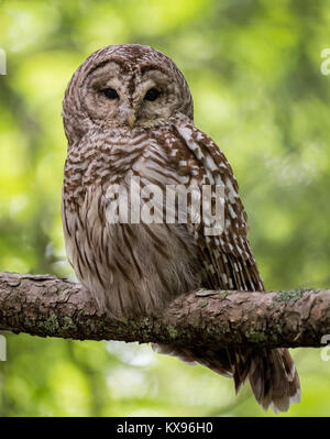 Un gufo sbarrata in Maine Foto Stock