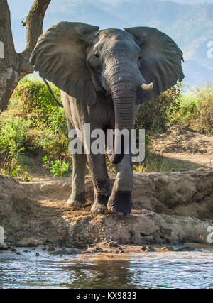 L'arrabbiato bush africano Elefante africano (Loxodonta africana) in polvere . La luce del tramonto Foto Stock