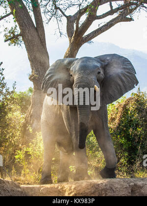 L'arrabbiato bush africano Elefante africano (Loxodonta africana) in polvere . La luce del tramonto Foto Stock