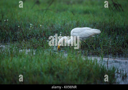 Un Airone bianco bird pescare un pesce dal risone campo su una bella mattina Foto Stock