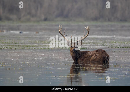 Il barasingha (Rucervus duvaucelii) aka cervi di palude è vulnerabile delle specie che si trovano in Dudhwa Parco Nazionale in Uttar Pradesh, India. Foto Stock