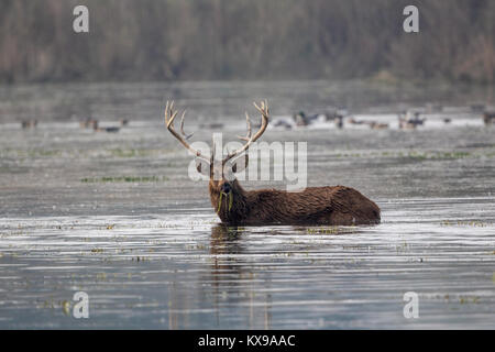 Il barasingha (Rucervus duvaucelii) aka cervi di palude è vulnerabile delle specie che si trovano in Dudhwa Parco Nazionale in Uttar Pradesh, India. Foto Stock