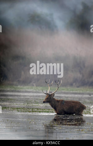 Il barasingha (Rucervus duvaucelii) aka cervi di palude è vulnerabile delle specie che si trovano in Dudhwa Parco Nazionale in Uttar Pradesh, India. Foto Stock