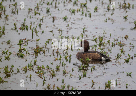 Moretta tabaccata aka Pochard ferruginosa (Aythya nyroca) trovato in Dudhwa Parco Nazionale in Uttar Pradesh, India. Foto Stock