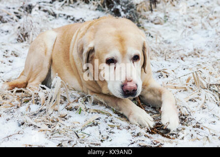 Vecchio triste golden labrador retriever cane giacente su frosty erba in inverno freddo giorno Foto Stock