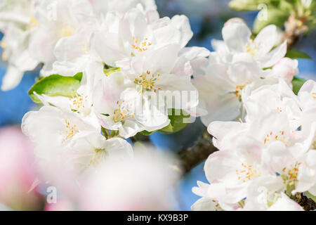 Apple fiorisce in primavera sul cielo blu sullo sfondo Foto Stock