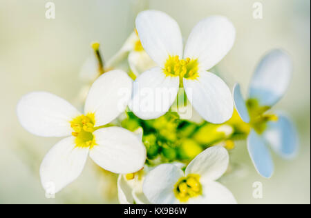 Primavera fioriscono, cherry bloom, tonica, bokeh sfondo floreale, pastello e carta morbida Foto Stock