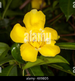 Vivid doppio giallo fiore profumato e foglie verdi di scalatore, l'Allamanda cathartica 'Stanhill doppio dell' su sfondo scuro Foto Stock