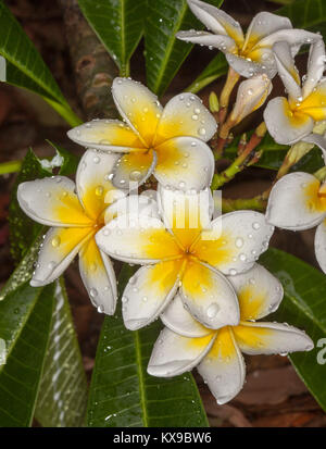 Cluster di giallo e bianco fiori profumati di frangipani, Plumeria rubra con gocce di pioggia sulla petali su sfondo di foglie di colore verde scuro Foto Stock