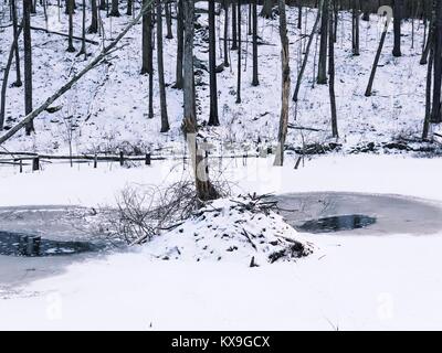 Un beaver lodge dopo la neve in inverno nel villaggio cade nel Connecticut negli Stati Uniti. Foto Stock