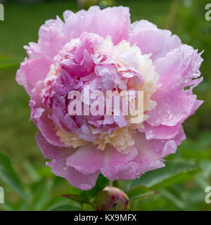 Di un bel colore rosa peonie in giardino. Peonia Angelo guance Foto Stock