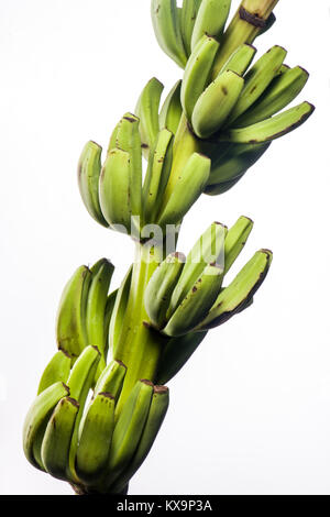 Piccoli frutti banana sull'arbusto Foto Stock