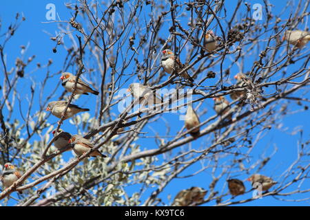 Un certo numero di Australian zebra finches godendo il sole caldo in una struttura ad albero. Foto Stock