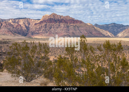 Cespugli di creosoto (Larrea Purshia) e il paesaggio al Red Rock Canyon, Nevada, Stati Uniti. Foto Stock