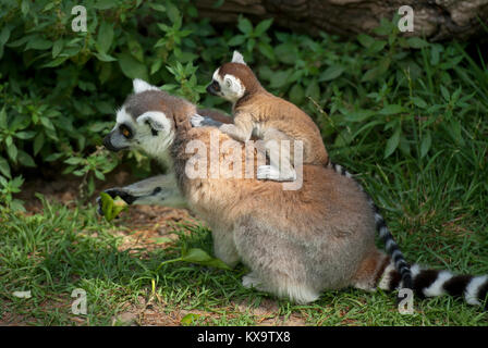 Anello-tailed lemur (Lemur catta) con il bambino sulla schiena e il Bioparco di Roma, Italia Foto Stock