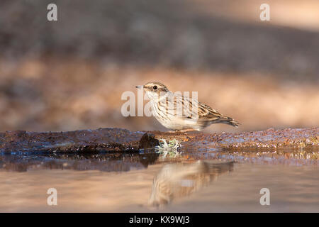 Lullula arborea Foto Stock